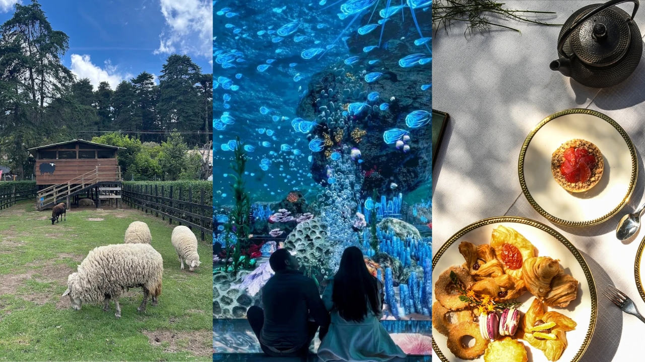 Três fotos: ovelhas soltas perto de viveiro; cinema imersivo com temática de fundo do mar; mesa com chá da tarde e doces servidos