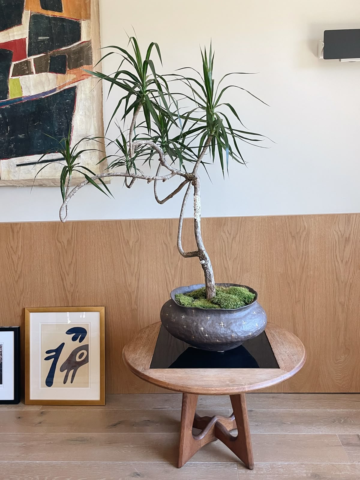 Uma planta de tronco retorcido e folhas longas em um vaso escuro com musgo, sobre uma mesa de madeira redonda com tampo preto. Ao fundo, uma parede branca com um painel de madeira e um quadro abstrato colorido