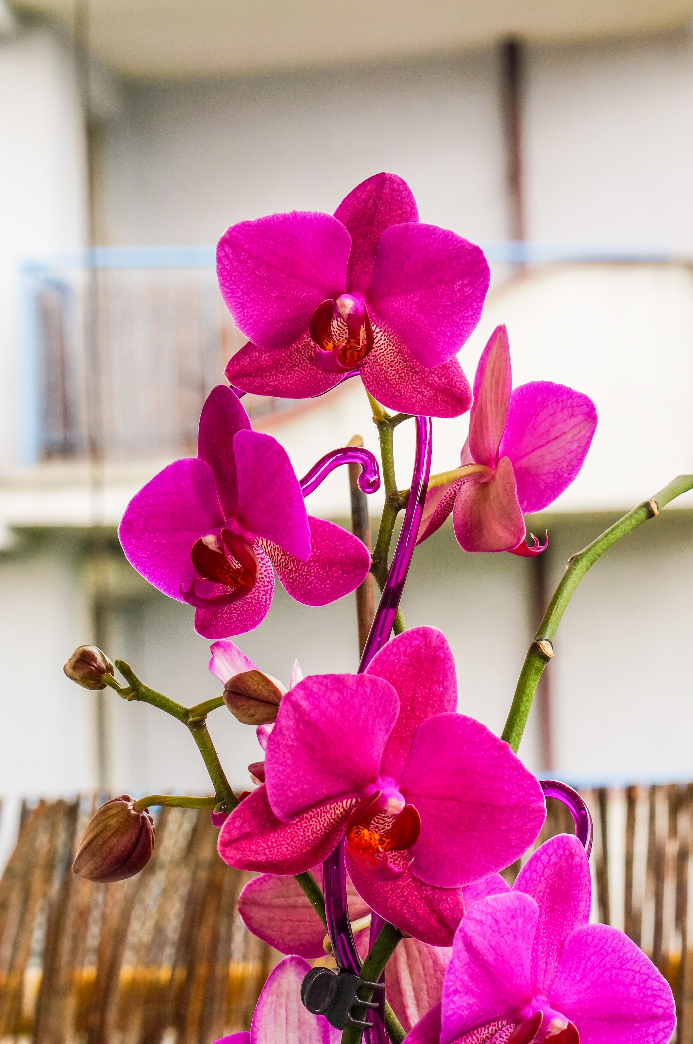 Orqu&iacute;deas Phalaenopsis de cor f&uacute;csia vibrante em primeiro plano, com detalhes em vermelho e branco no centro, presas a um suporte roxo. H&aacute; bot&otilde;es de flores em diferentes est&aacute;gios de abertura. Ao fundo, uma cerca de madeira e uma parede clara com uma janela.
