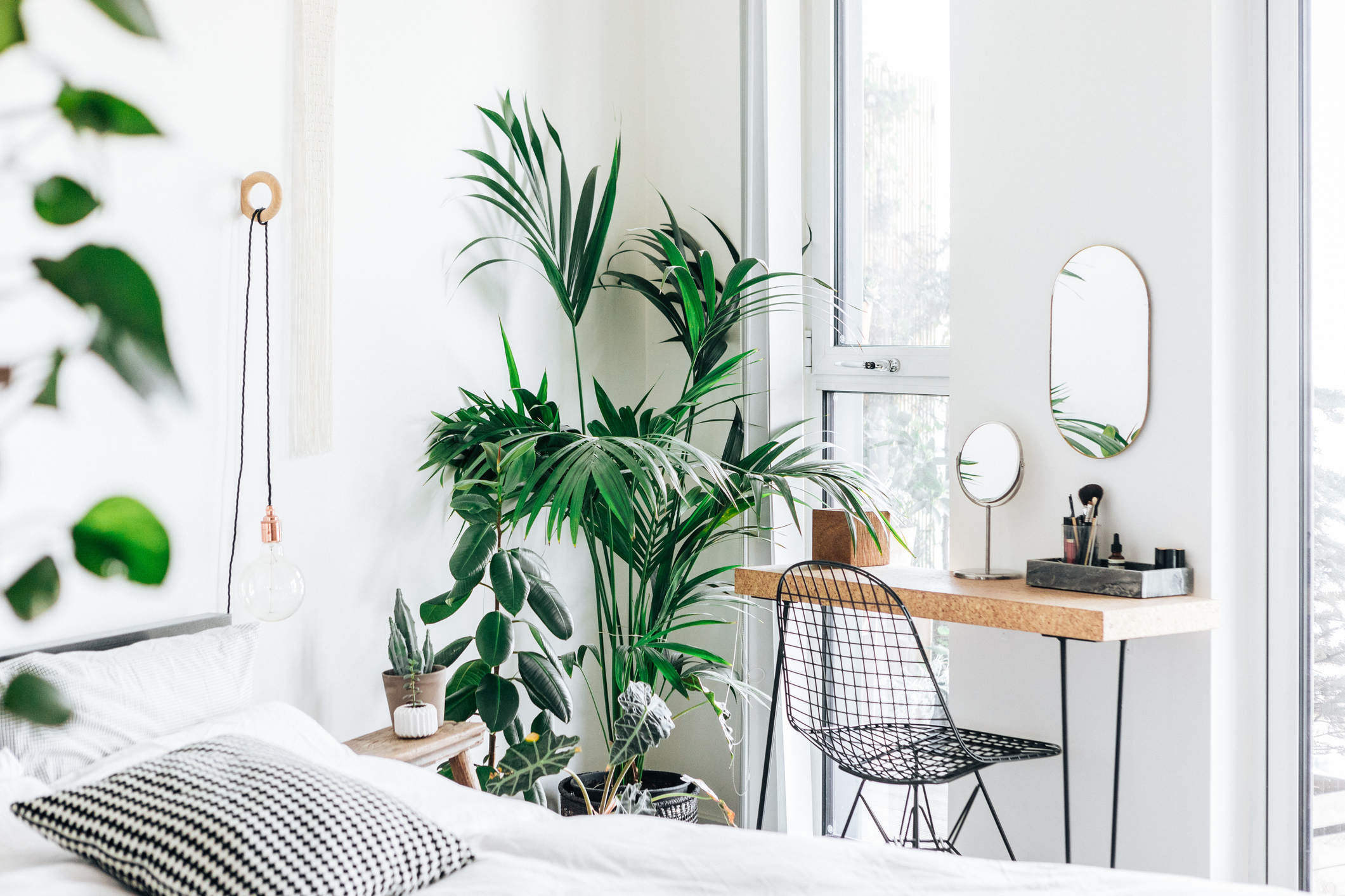 Adeus ao ar seco: 8 plantas que funcionam como umidificador natural em casa