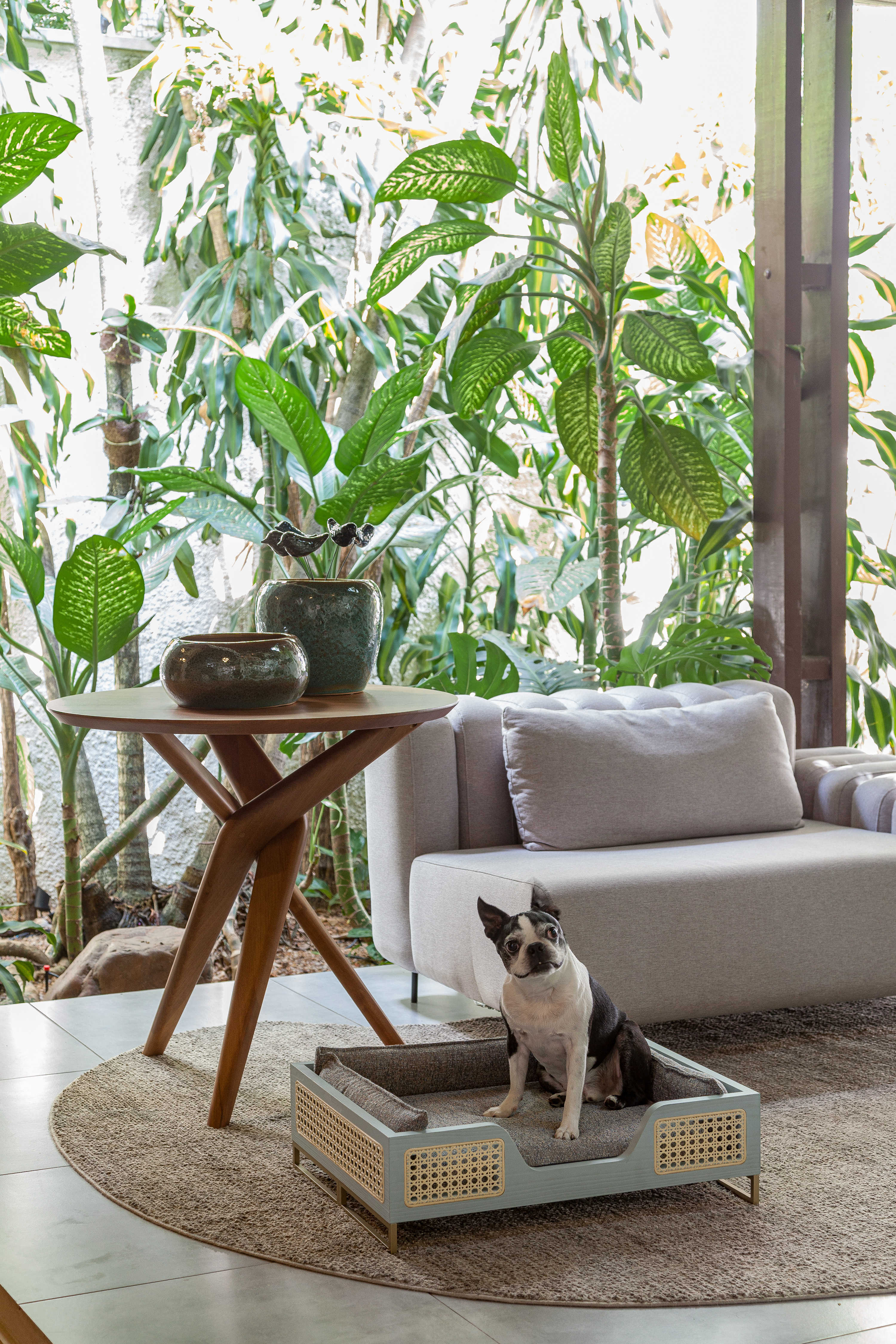 Um cachorro Boston Terrier preto e branco sentado em uma cama de madeira clara com detalhes em palha, sobre um tapete redondo bege. Ao fundo, um sof&aacute; cinza claro, uma mesa lateral de madeira com vasos e uma parede de plantas verdes exuberantes