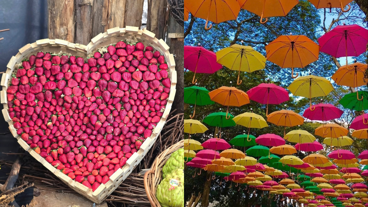 Cesta de madeira em formato de coração repleta de morangos vermelhos, ao lado de guarda-chuvas coloridos pendurados em árvores, criando um cenário vibrante