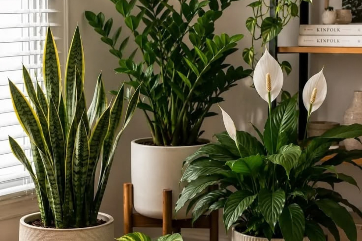 Três vasos de plantas em um ambiente interno. À esquerda, uma espada-de-são-jorge com folhas verdes e bordas amarelas. Ao centro, uma zamioculca em vaso branco sobre suporte de madeira. À direita, um lírio-da-paz com flores brancas e folhas verdes escuras. Ao fundo, uma estante com livros e um vaso decorativo. A luz natural entra pela janela com persianas brancas