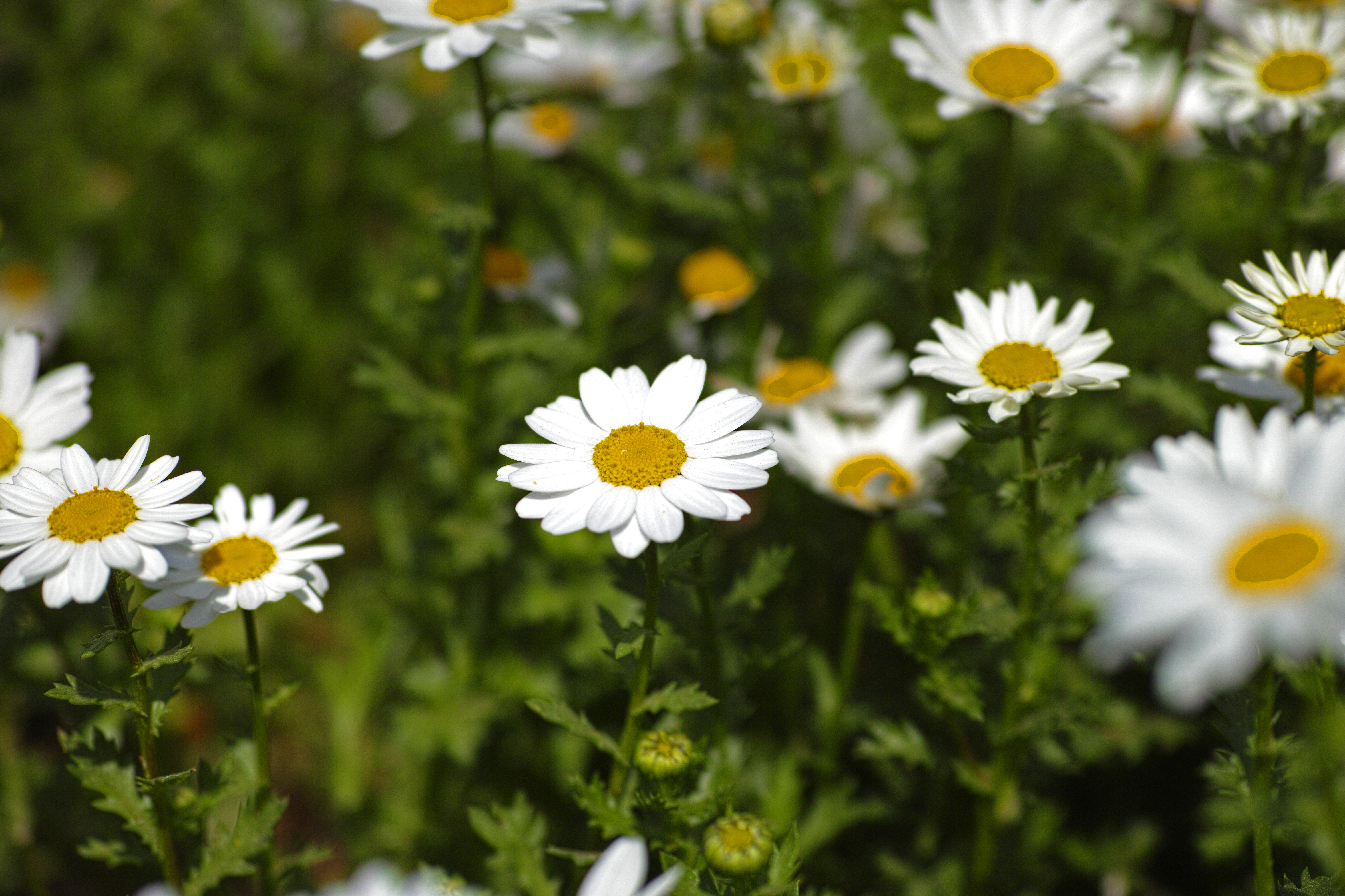 Campo de margaridas brancas com miolo amarelo, em foco no centro, rodeadas por outras flores e folhagem verde em desfoque