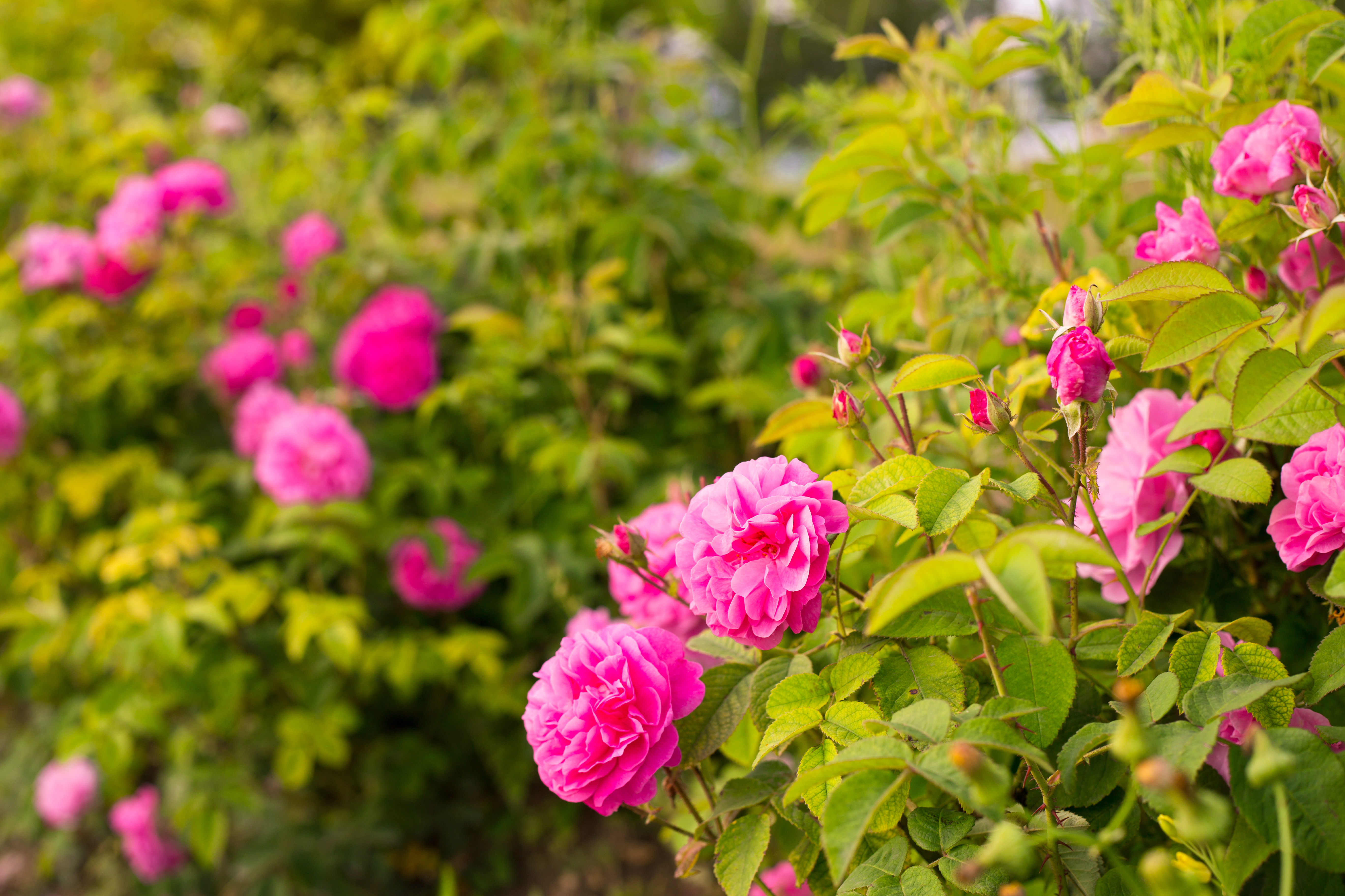 Arbusto de rosas com flores cor-de-rosa vibrantes e bot&otilde;es em diferentes est&aacute;gios de abertura, cercado por folhagem verde exuberante, sob luz natural