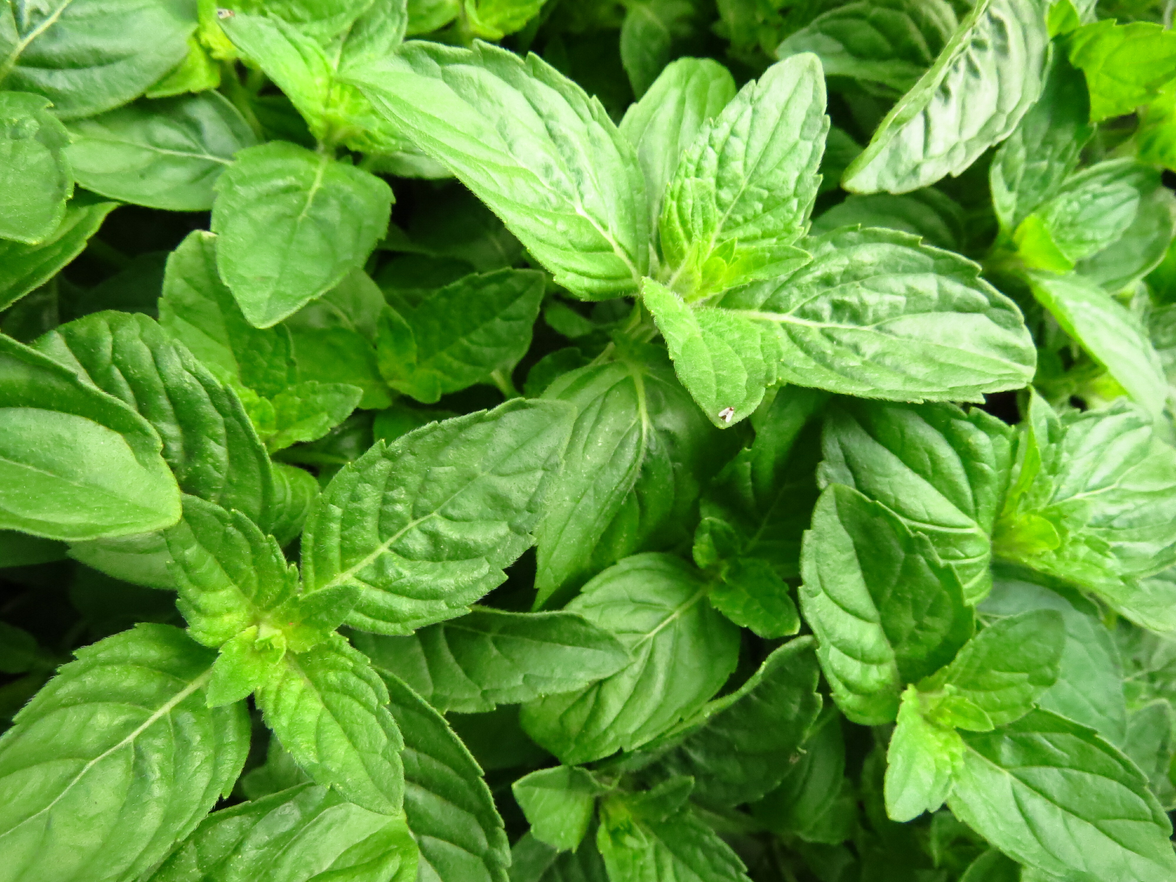 Folhas de hortel&atilde; verde-claro, frescas e vibrantes, com textura levemente enrugada e veias vis&iacute;veis, preenchendo toda a imagem